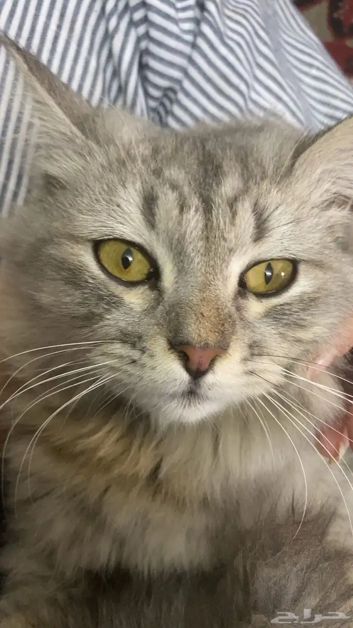 قط هملايا وشيرازي 1