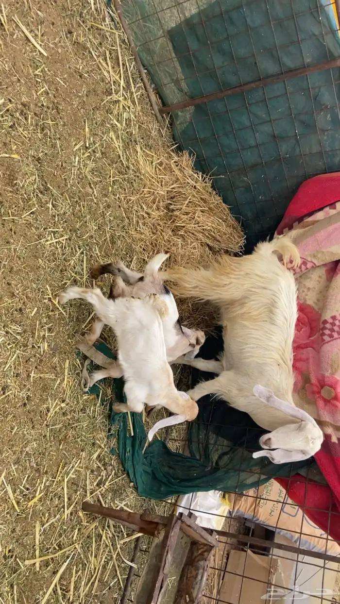 معزا متاويم 0