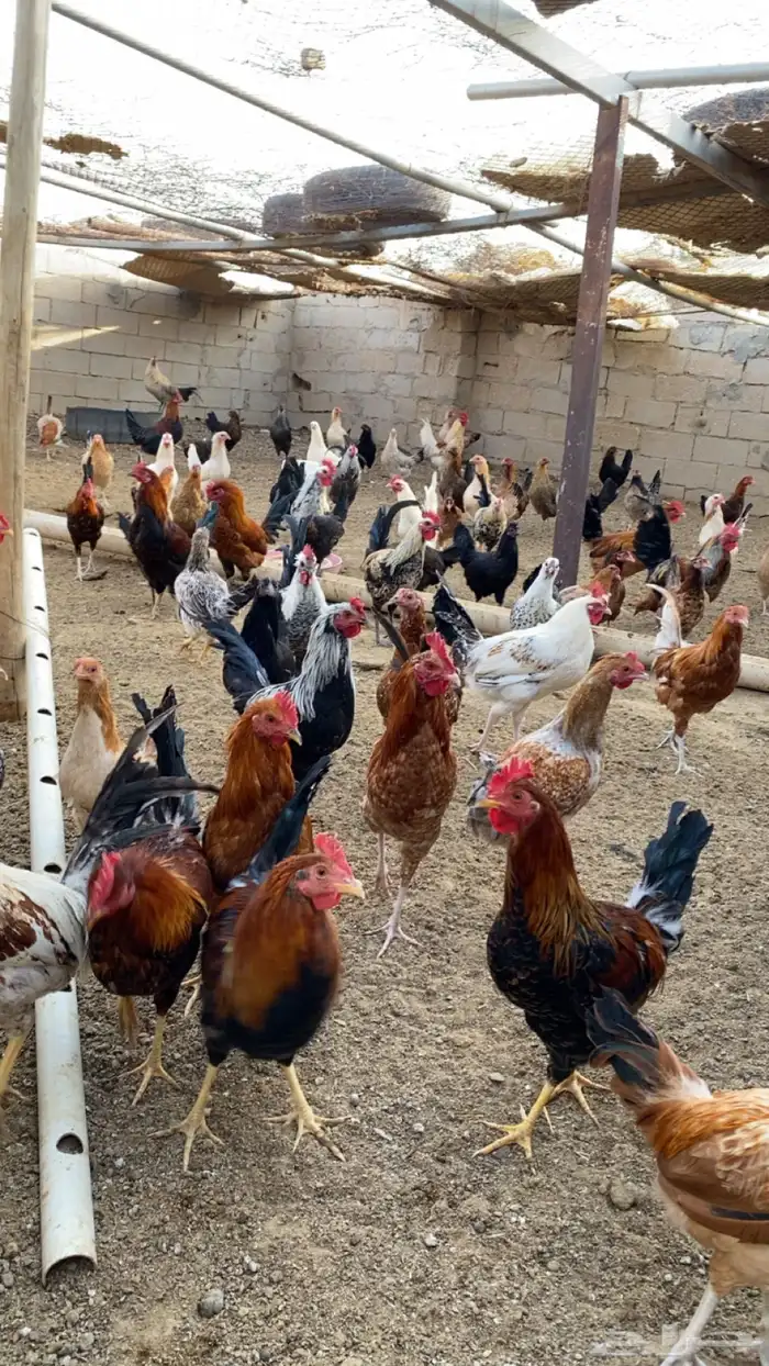 ديوك بلدي للبيع 7