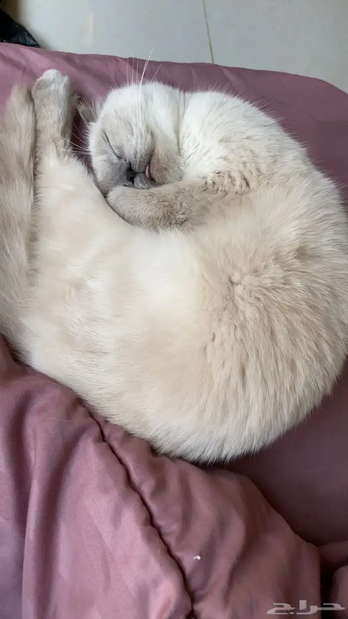 قطه للتبني همالايا انثى 1