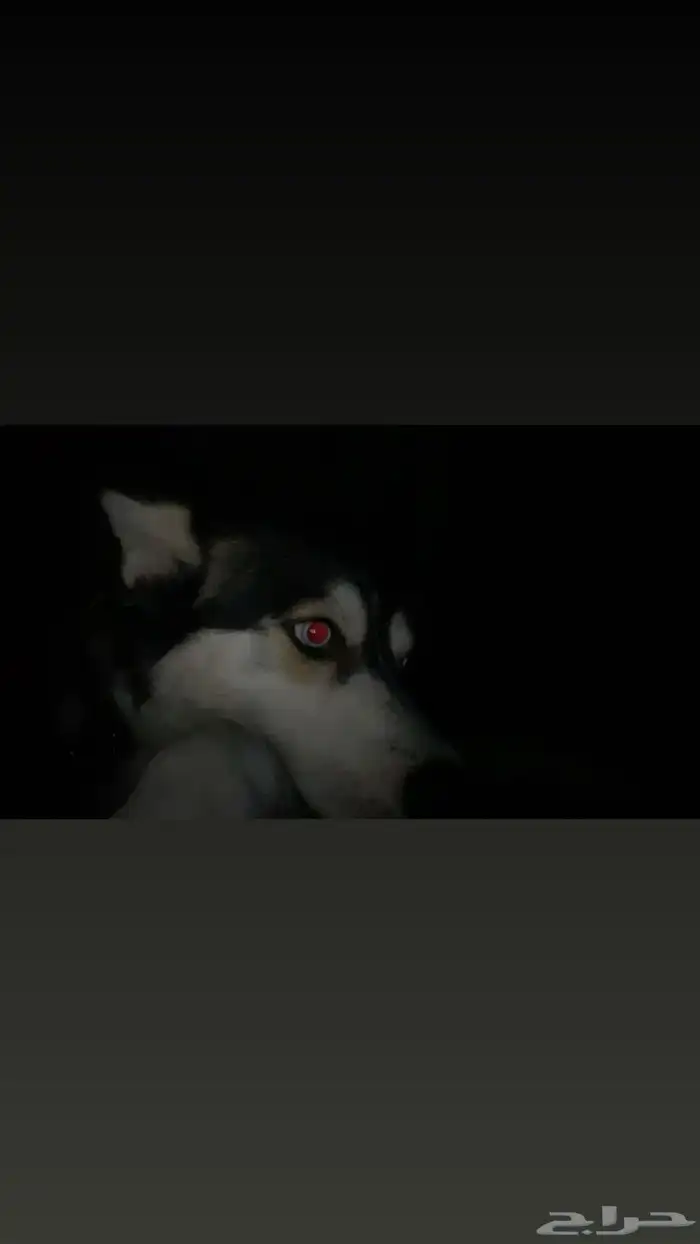 كلب هاسكي للتبني برسوم عمره سنه وهادي جدا ياكل دراي فود 0