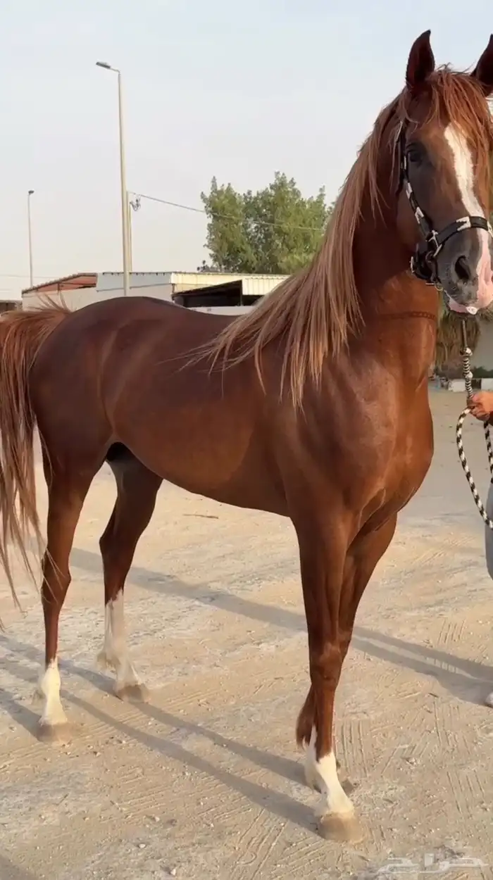 حصان عربي شعبي - 4 سنوات 0