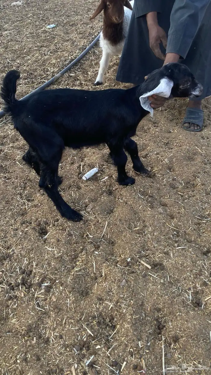 دواغير تيوس العدد3 0