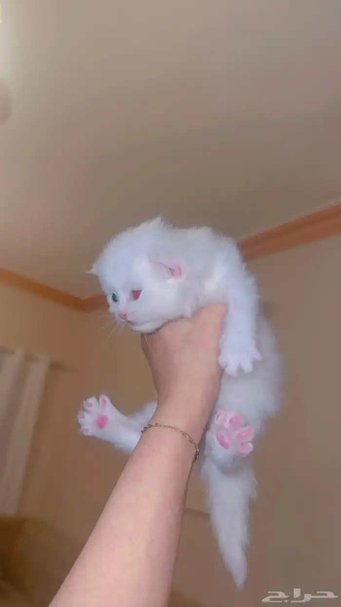 قطط كيتن للبيع 3