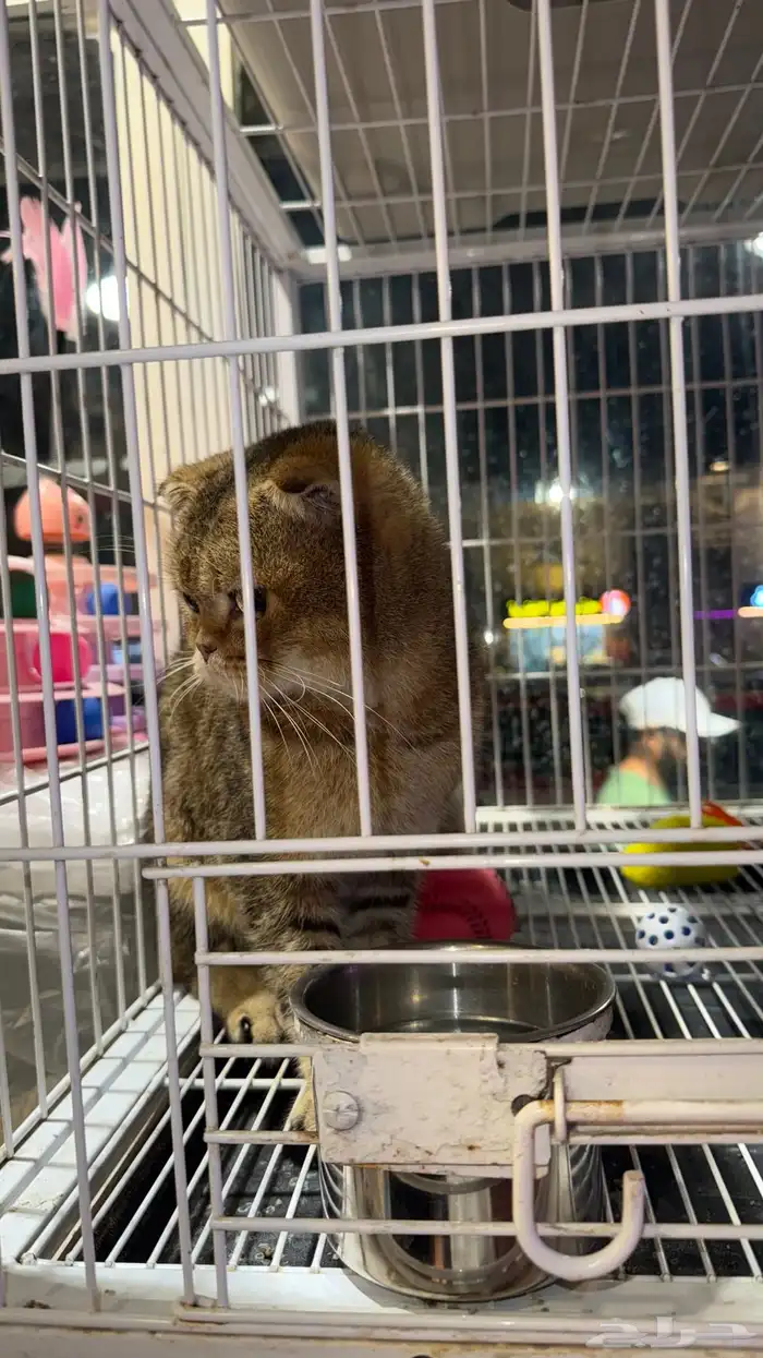 قط سكوتش فولد لون نادر 3