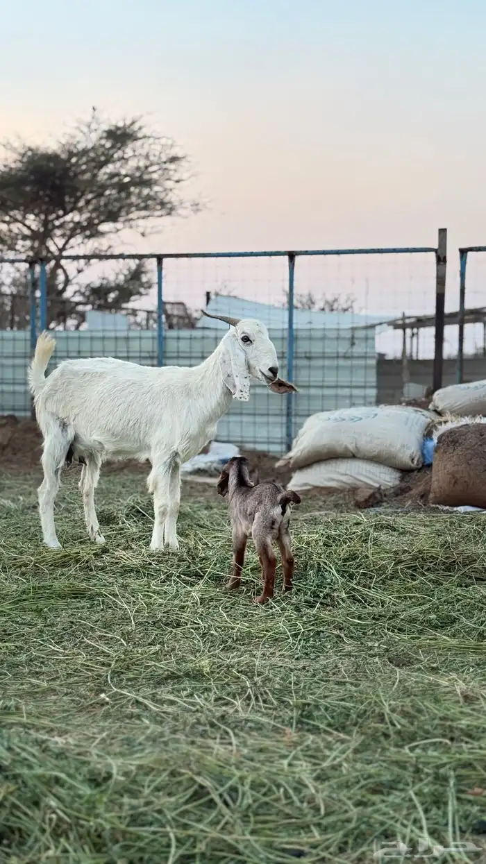 عنز خلفه معها تيس 5