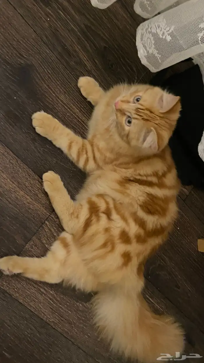 قط شيرازي ذكر للتبني عمره 8 شهور 2