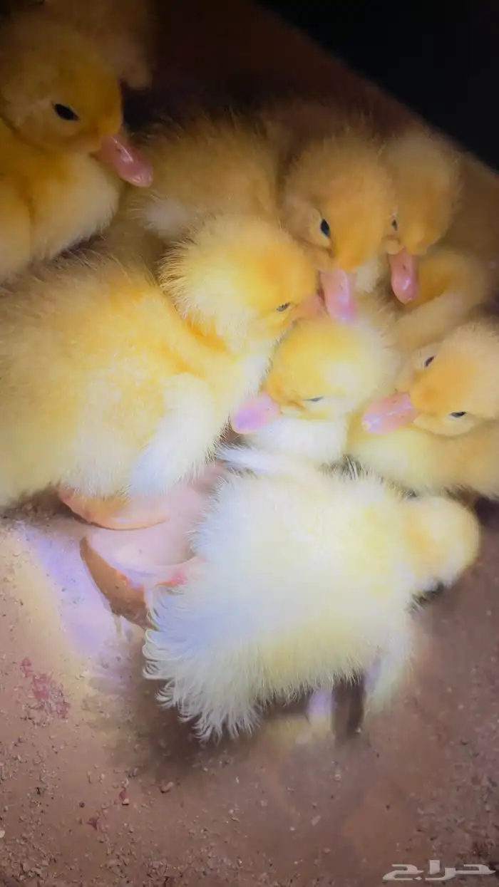 بط فروخ للبيع 0