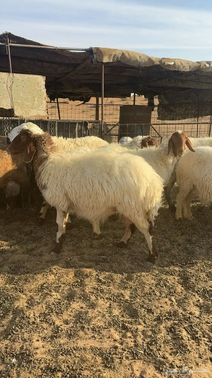 شياة نعيم مواليد منوة القناي 5