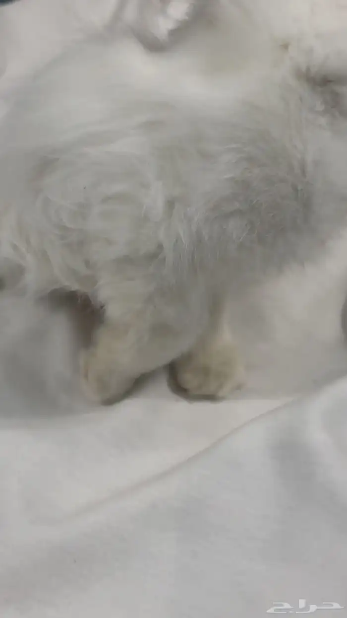 قط شيرازي للبيع مستعجل 0