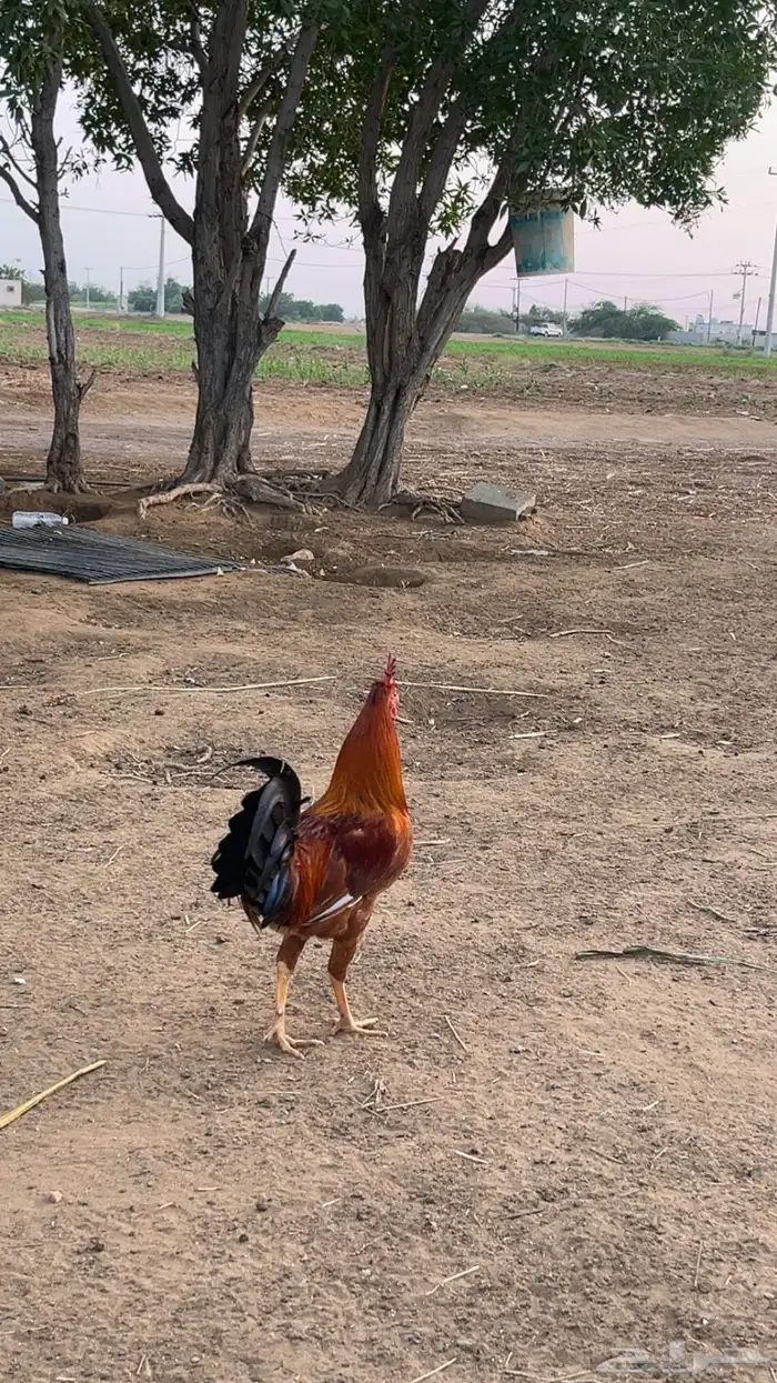 للبيع دجاج بلدي 0