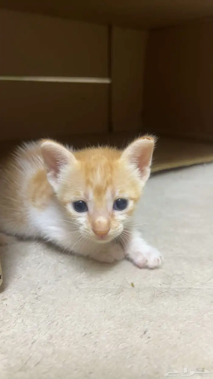 قطط كتن للتبني مجانا 1