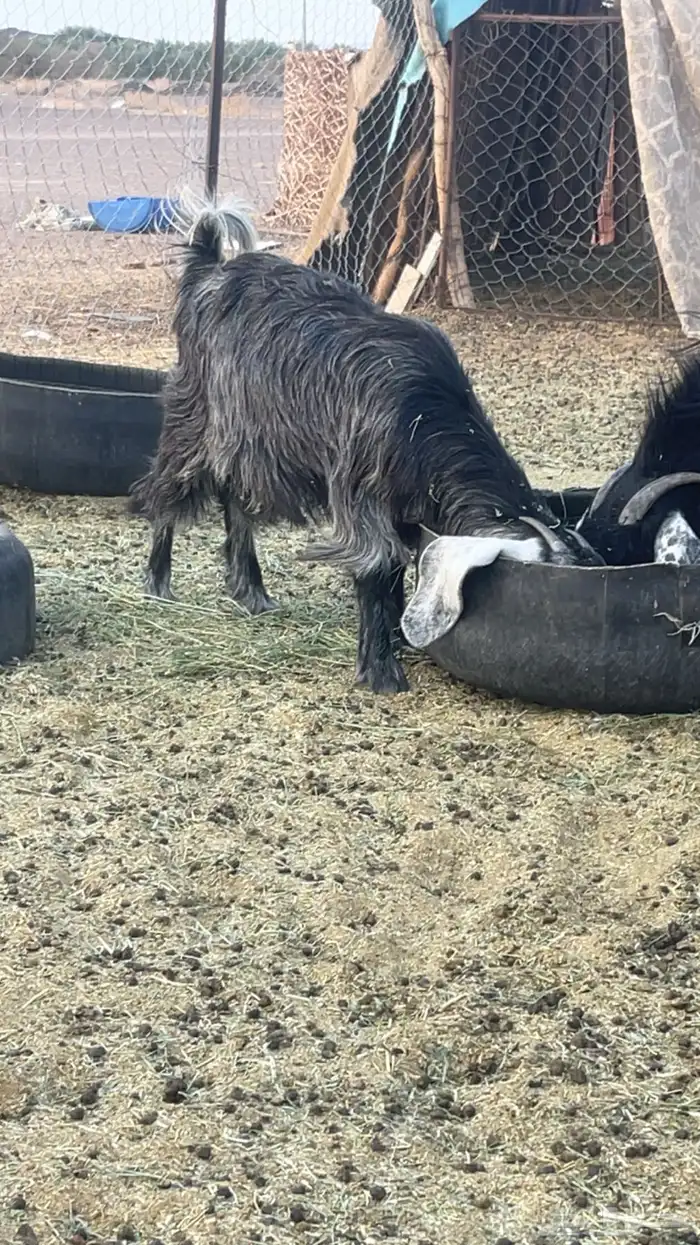 جفره ذبيحه طيبه جذعه 0