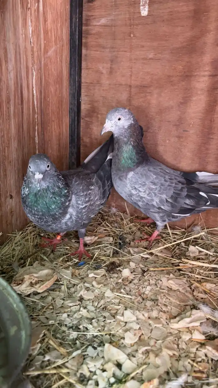 للبيع حمام باكستاني أزواج 1