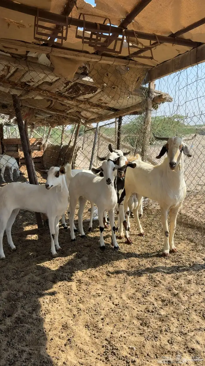 جفار كحل صنف العدد (5) جفار مع عدد (1) تيس فحل أكحل لتأسيس 0