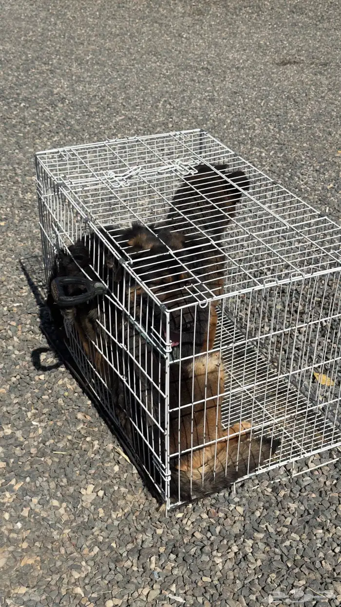 كلاب شيبرد جيرماني 0