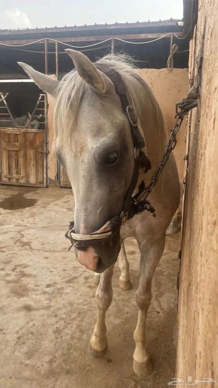 اعلان الحصان شعبي للبيع 7