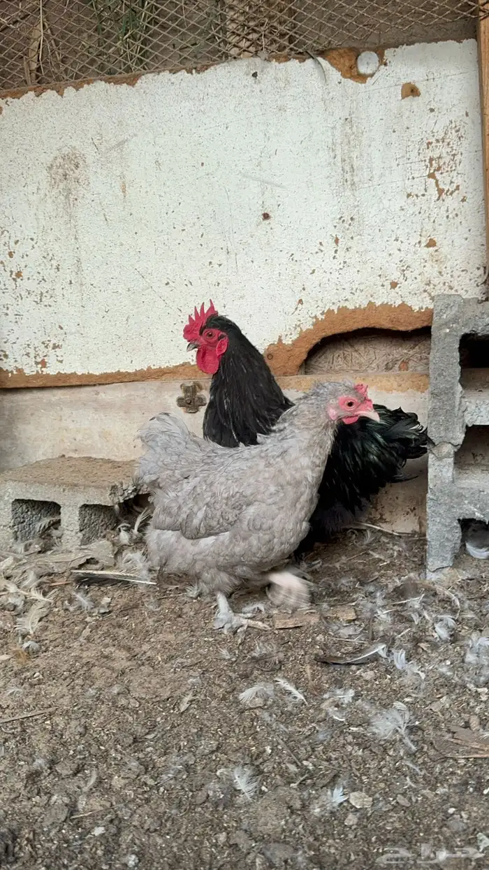 للبيع ديك ودجاجه كوشن ودجاجه امريكي 7
