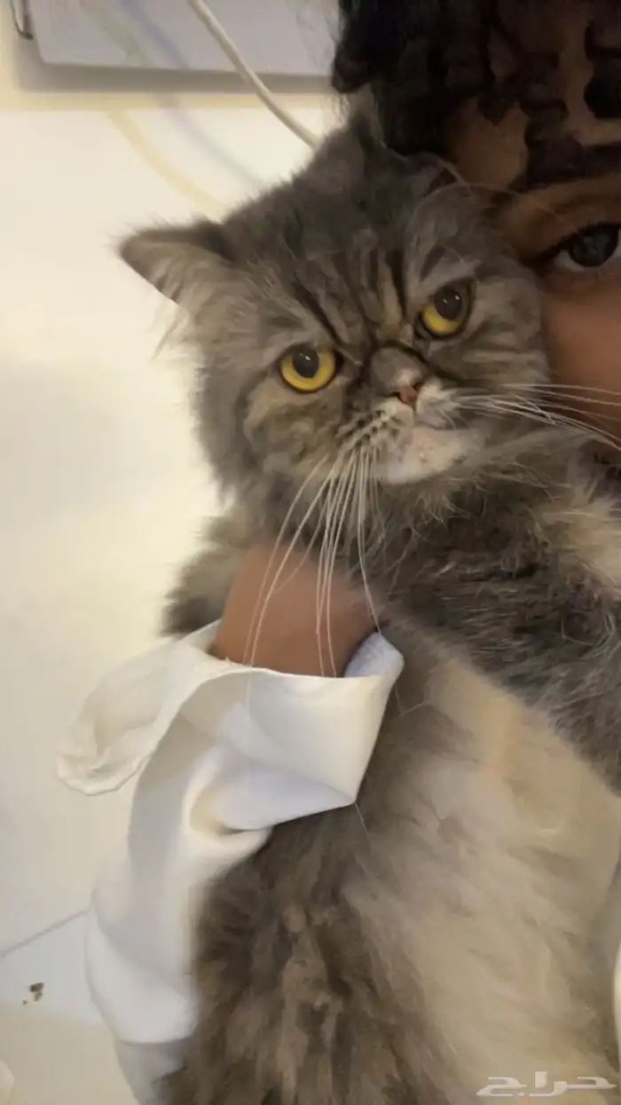 قطه هيملايا للبيع 1