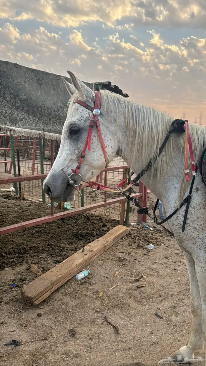 فرس شعبيه للبيع 2