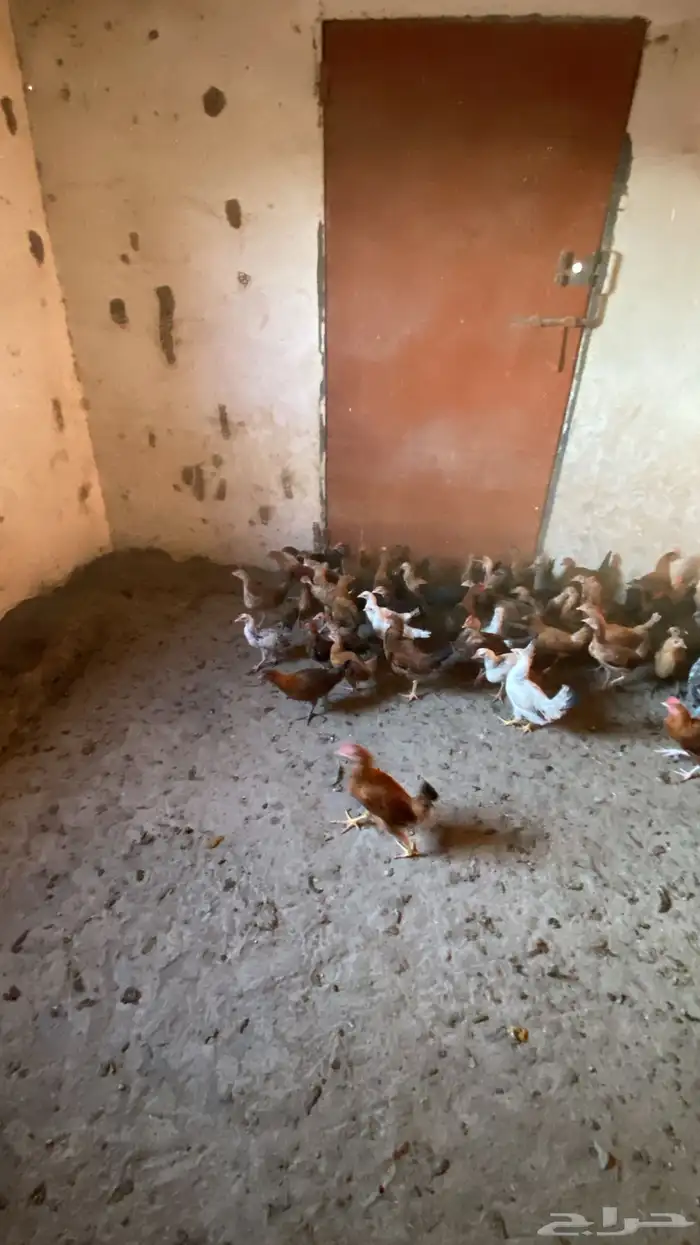 البيع دجاج بلدي شرط من المرض العدد135 دجاج 2