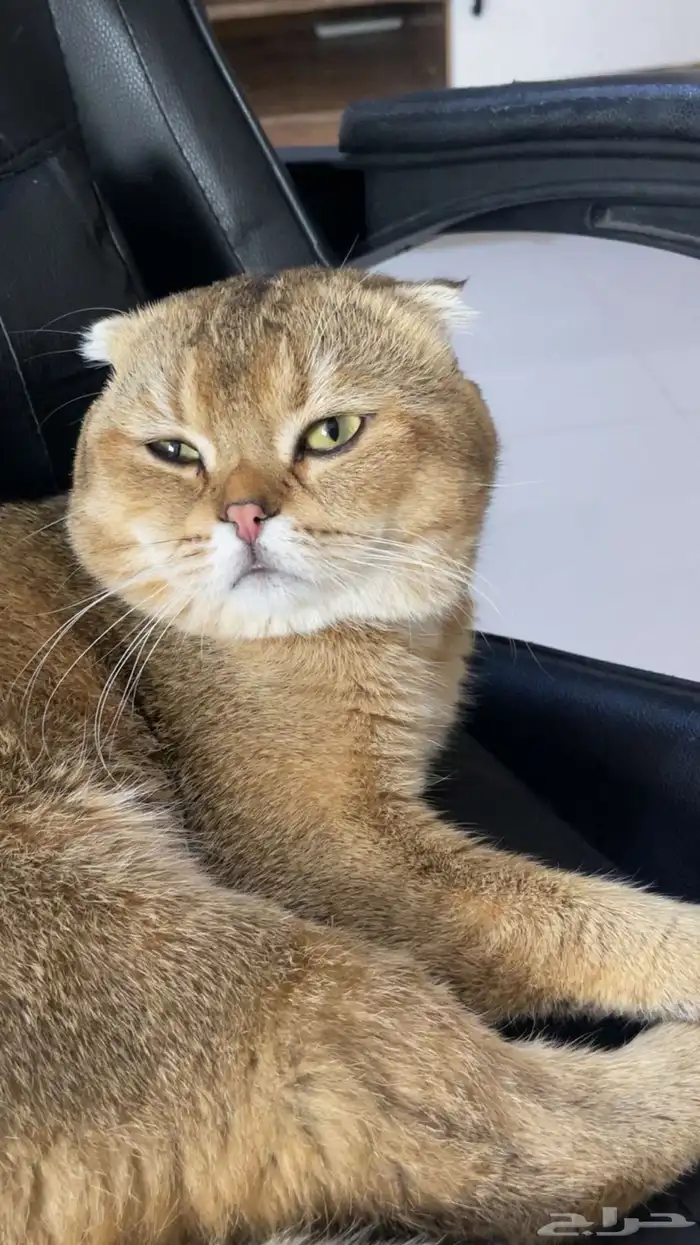 سكوتش فولد 3