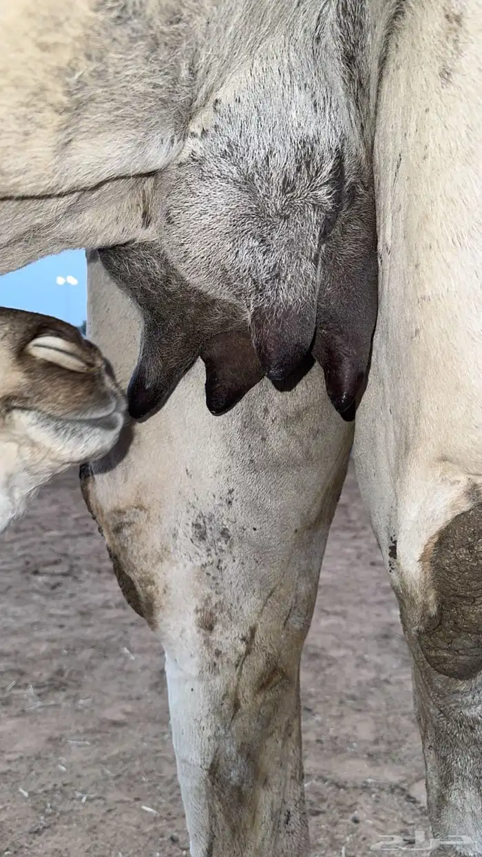 خلفه مصغر معها بكره 2