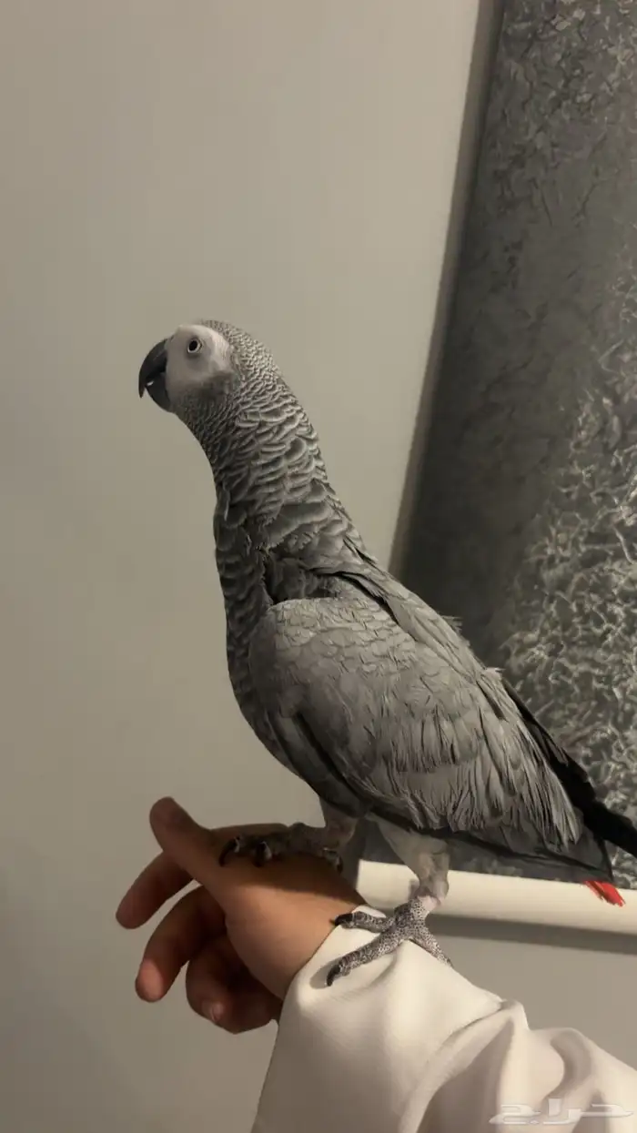 طير كاسكو فيه طفره حب الرمان 0