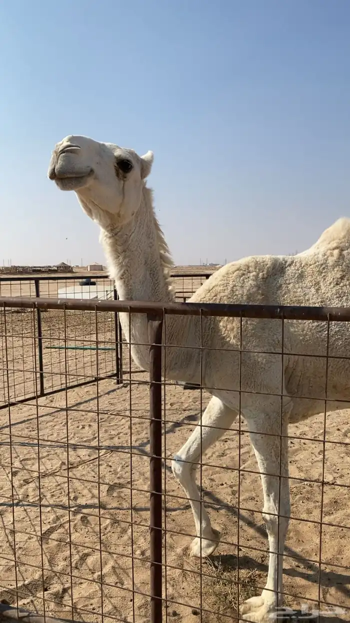 بكره ثنيه كفو 0