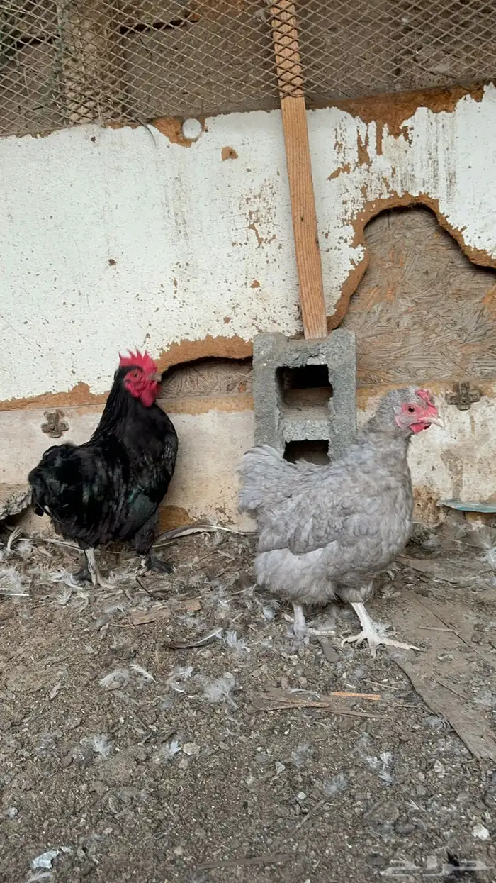 للبيع ديك ودجاجه كوشن ودجاجه امريكي 8
