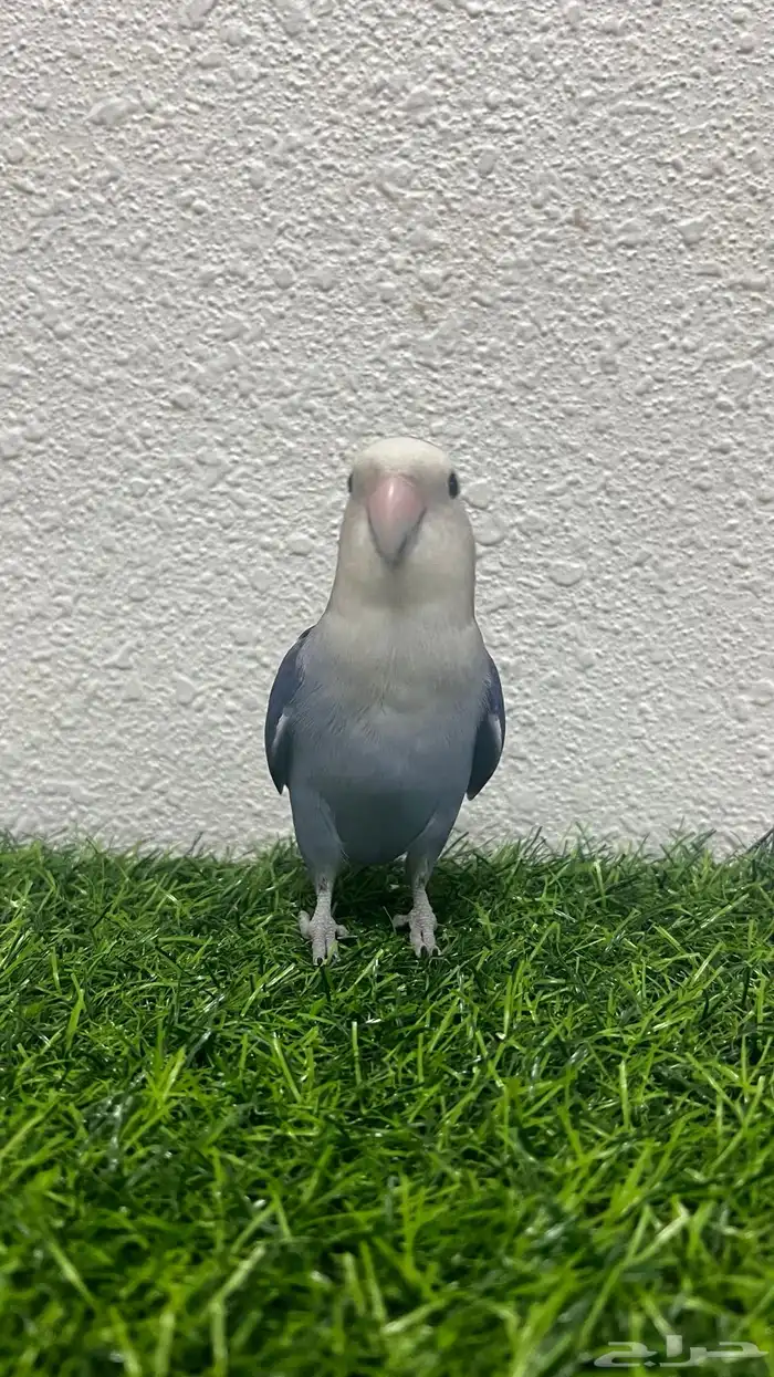 طير روز اليف هدد 1