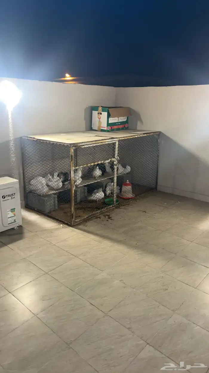 حمام رقاص فاخر 3