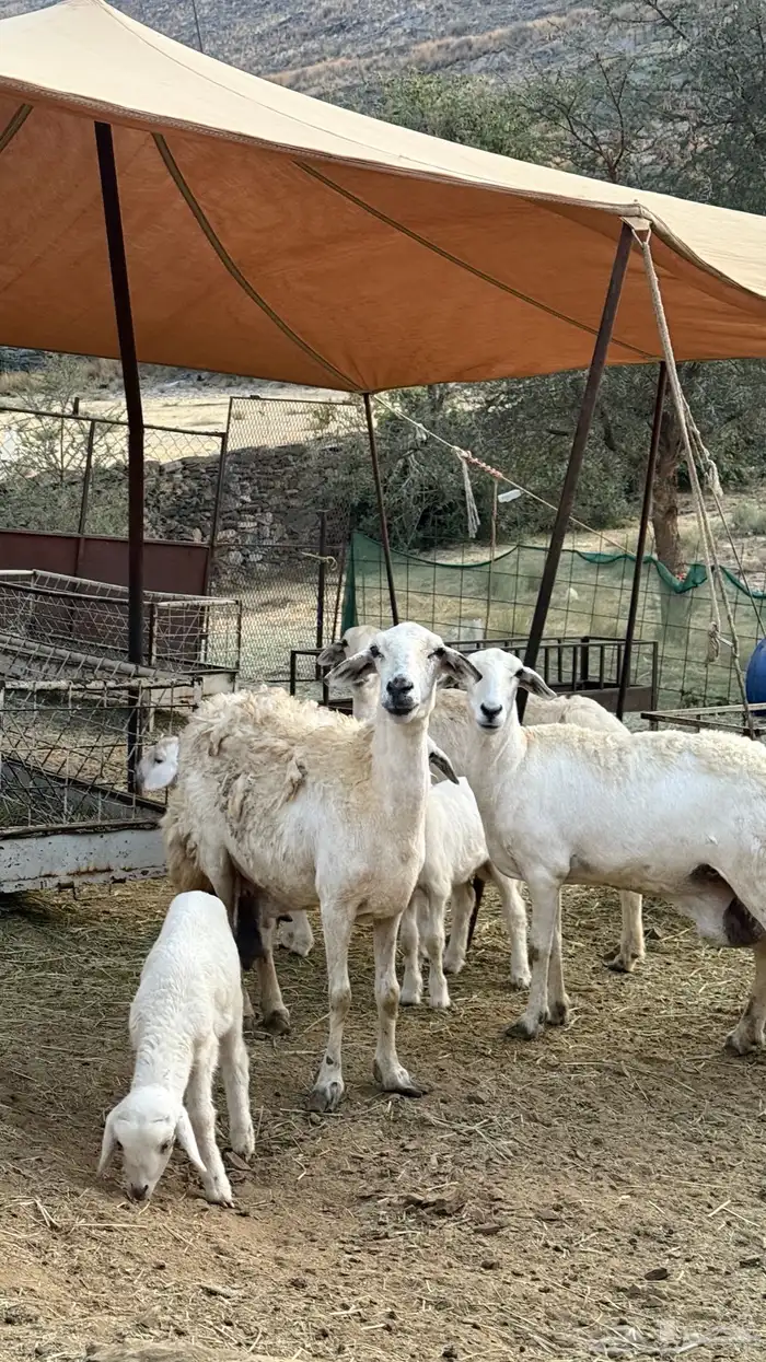 ضان مقاني حرش رقم 1 صنف وجروم ورعويه ومشروطه 19