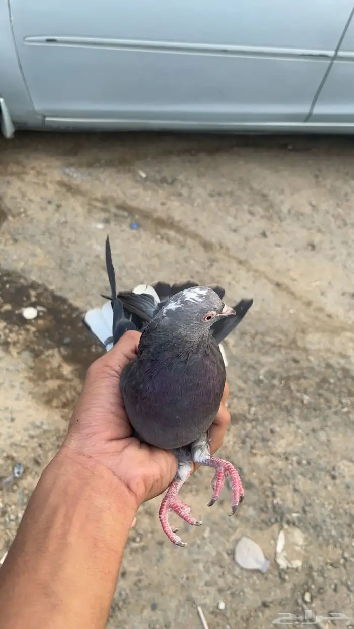 سلام عليكم للبيع طيور شرط كلها تقلب صندقه وجو ويوجد مقاطع 2