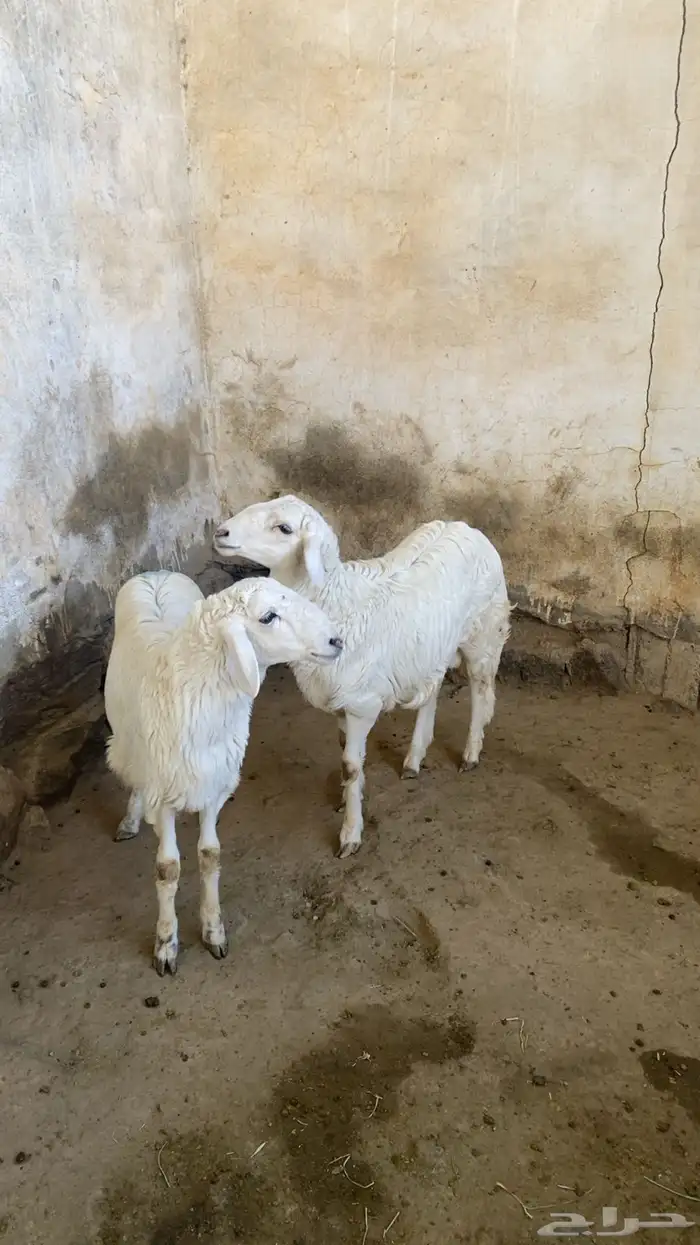 طليان حريه 0