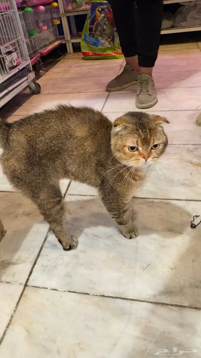 قط سكوتش فولد لون نادر 1