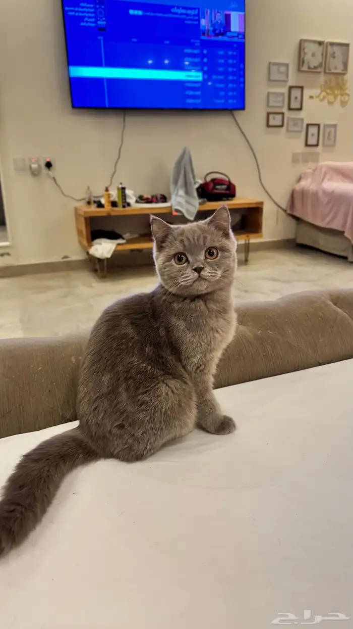 قطة اسكوتش 1