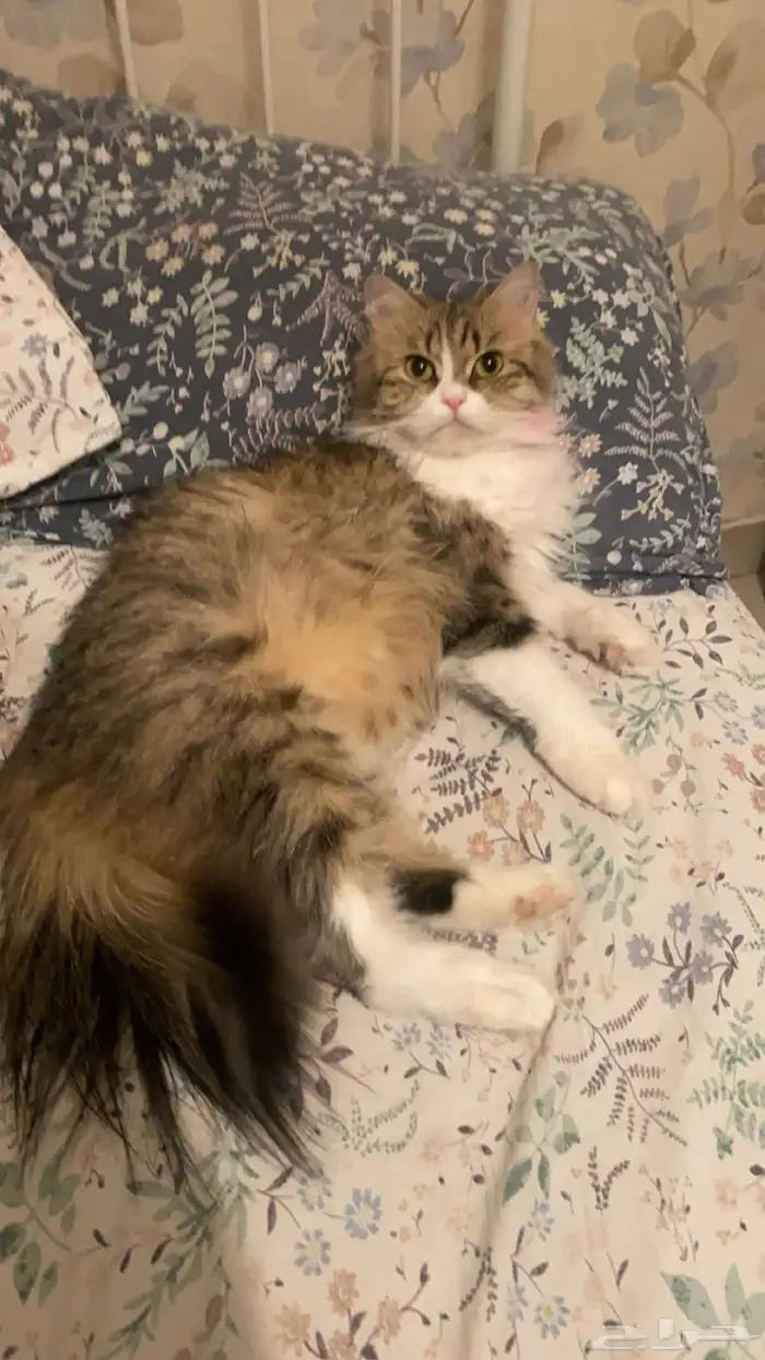 قطة مفقودة حي جرير 2