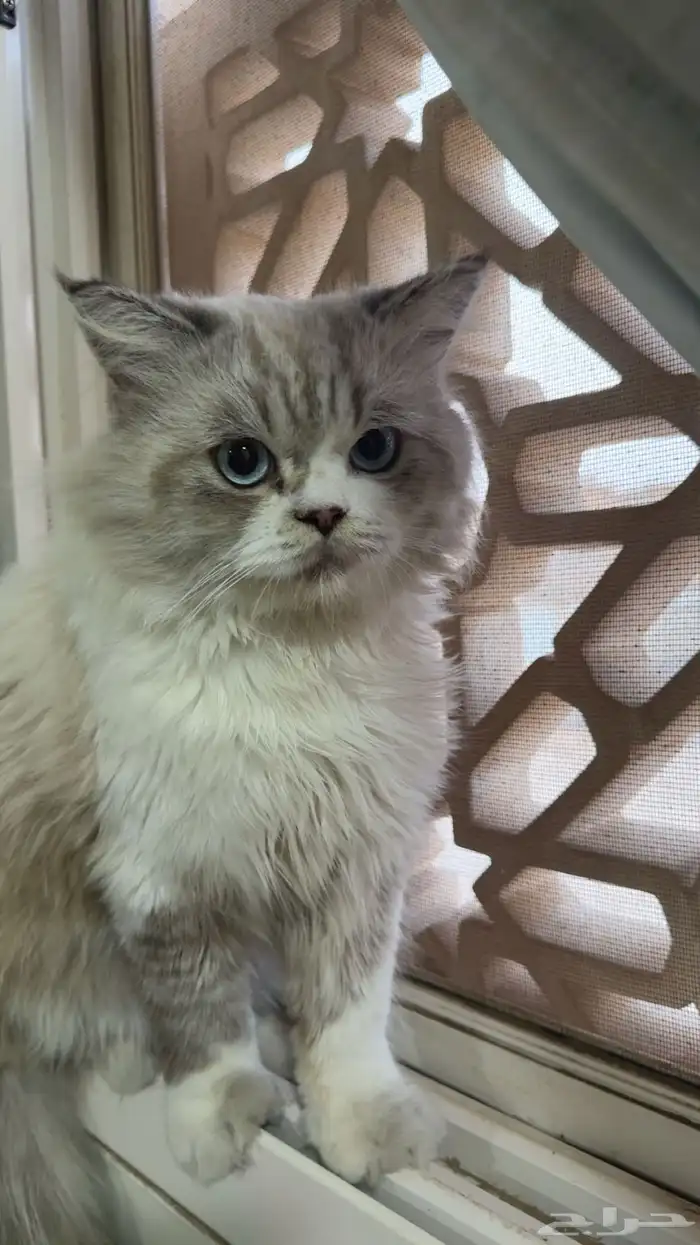 قط ذكر للتبني 0