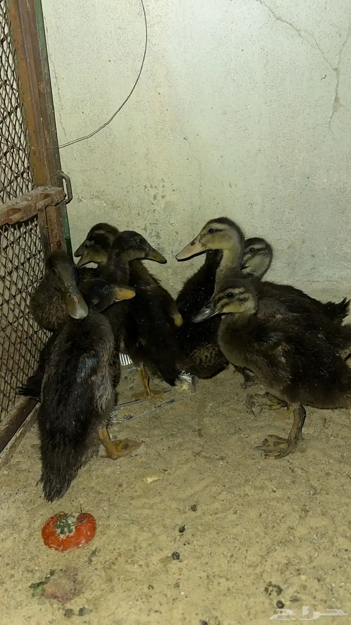 للبيع بط مصري نظيف 0