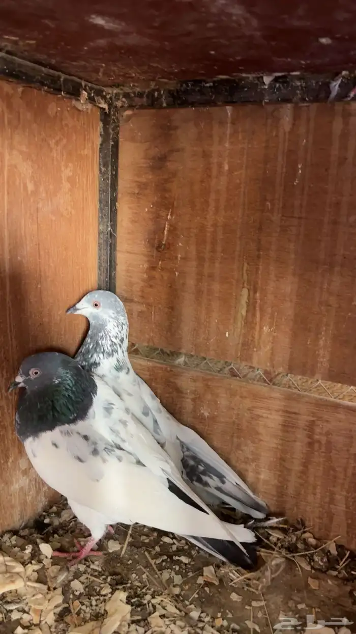 للبيع حمام باكستاني أزواج 2