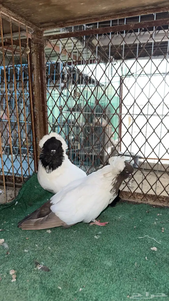 زوج سوداني 3