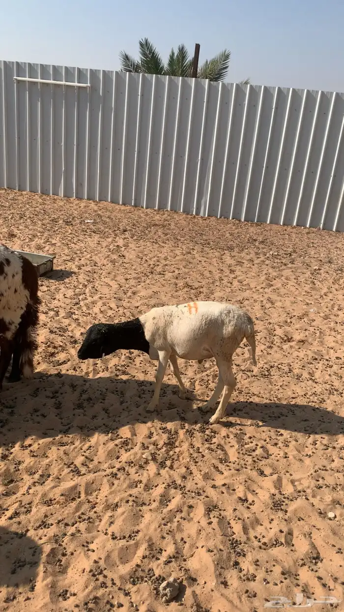 ذبايح للبيع سواكن برابر تيوس مرابي شرط 6