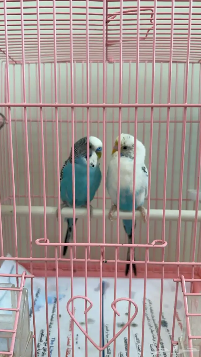 2 طيور حب ذكر و أنثى مع البياضه   القفص 0