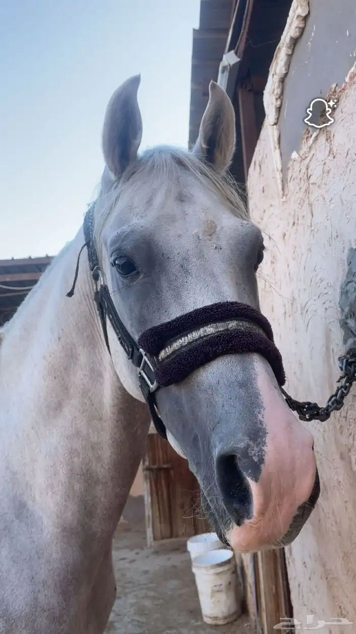 اعلان الحصان شعبي للبيع 6