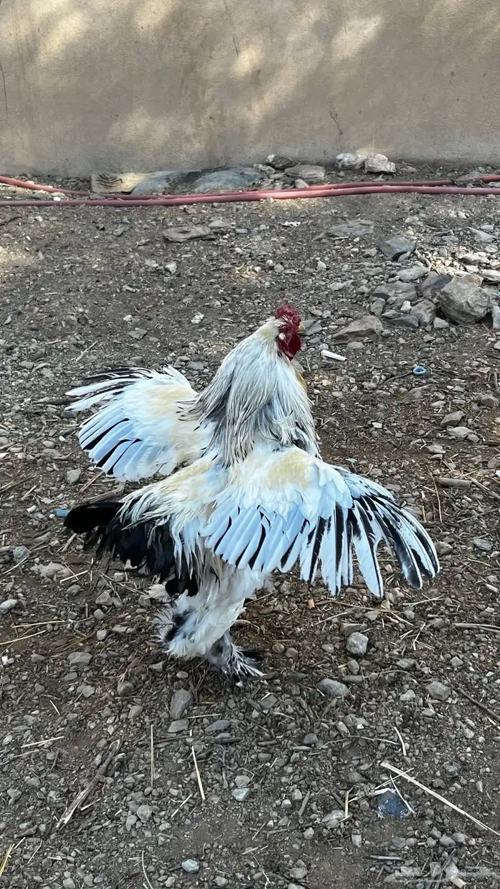 دجاج براهما كولمبي 1