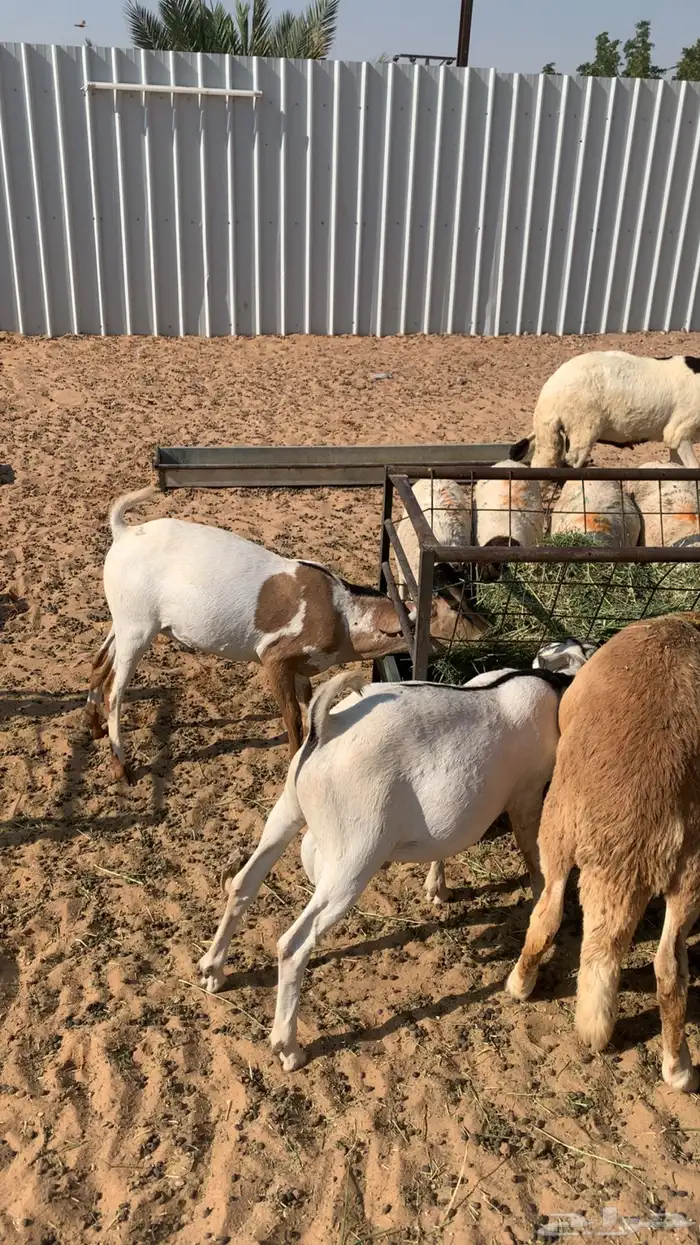 ذبايح للبيع سواكن برابر تيوس مرابي شرط 3