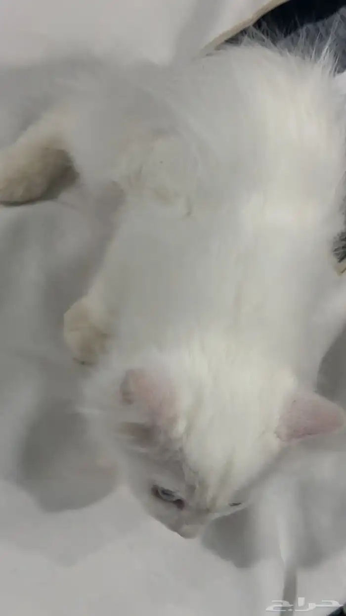 قط شيرازي للبيع مستعجل 2