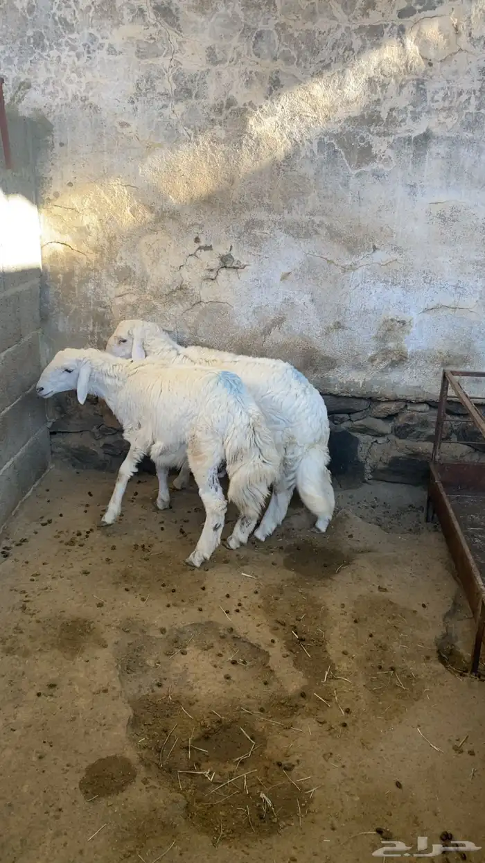 طليان حريه 3