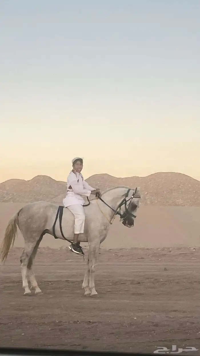 اعلان الحصان شعبي للبيع 4